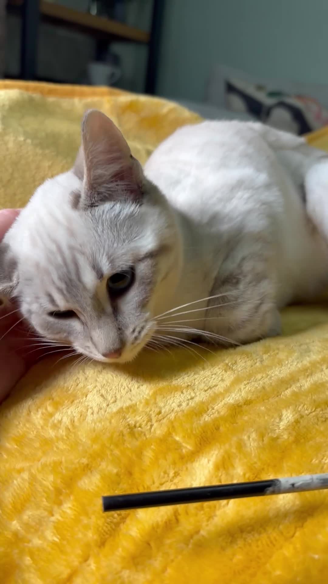 Bengal cats for sale: Breathtaking rare polydactyl snow leopard  - Video 2