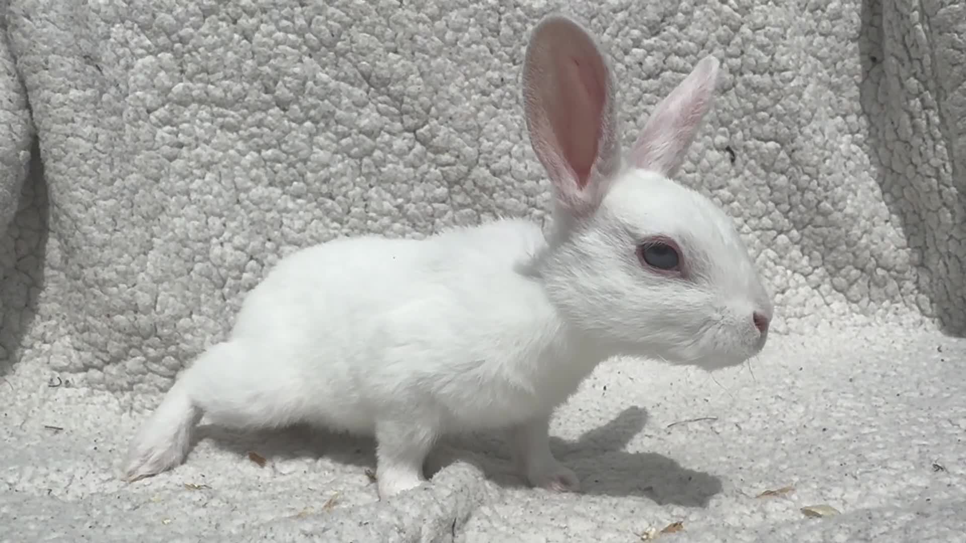 Rex rabbits for sale: STUNNING VIENNA MINI REX BABIES - Video 2