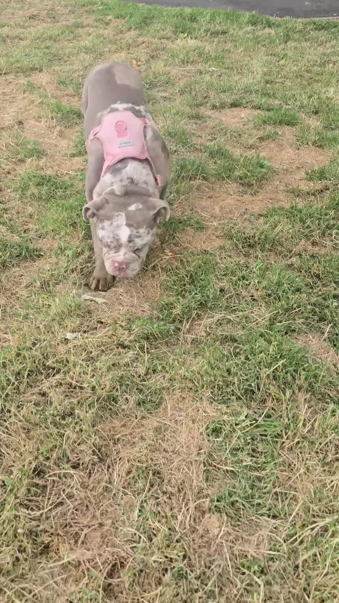 English Bulldog dogs for sale: Merl english bulldog in Huddersfield - Video 2