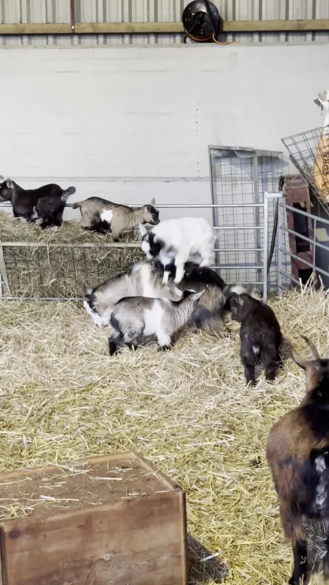 Goats livestock for sale: Gorgeous Pygmy Goat kids for sale in Stroud - Video 2