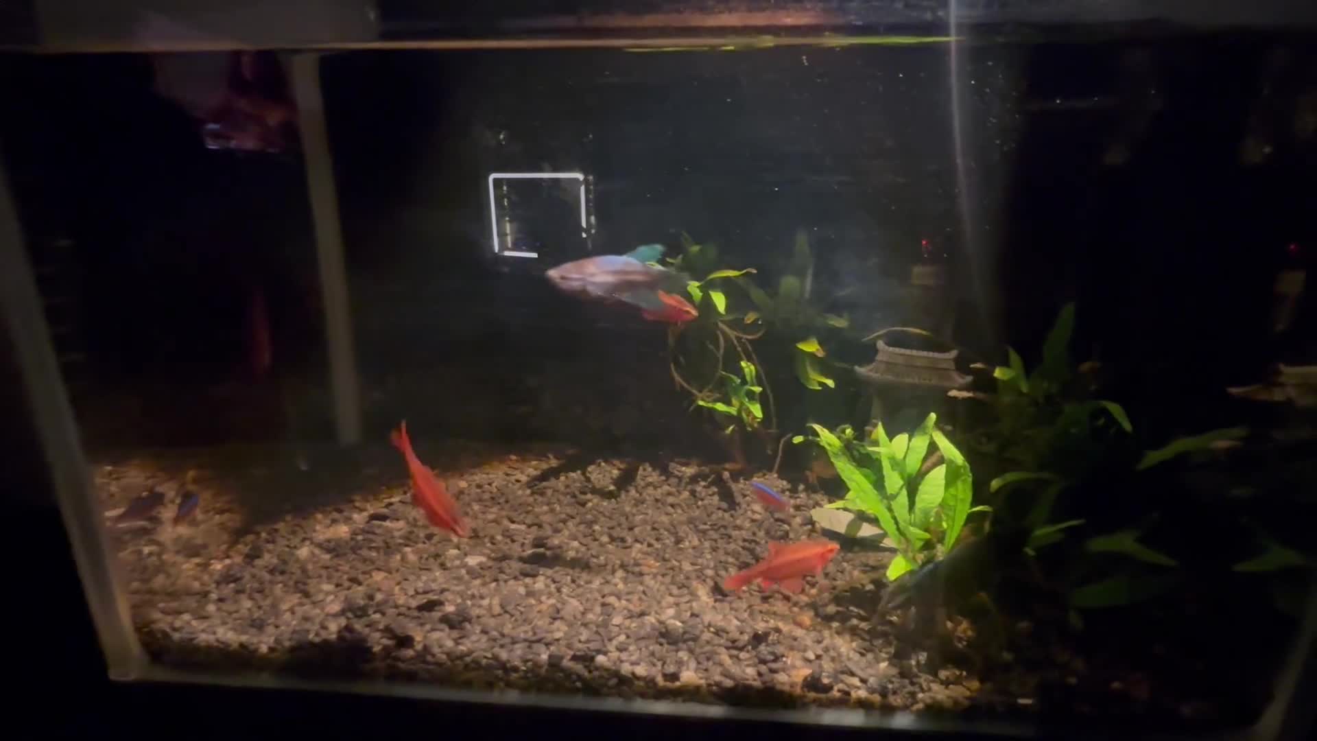 Bettas fish for sale: 3x female betta fish  - Video 1