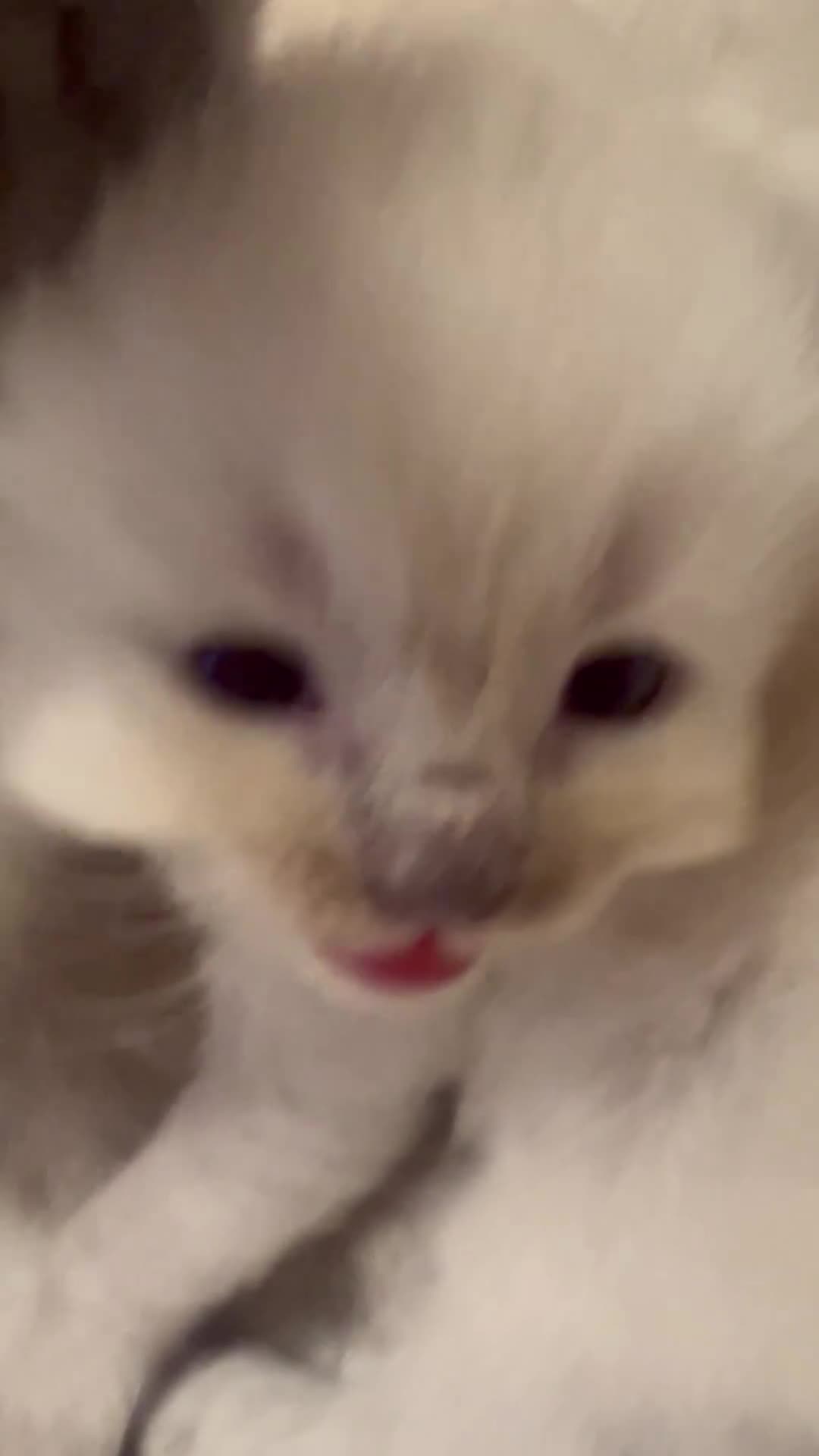 Ragdoll cats for sale: 5 beautiful fluffy ragdolls in Henley-in-Arden - Video 3