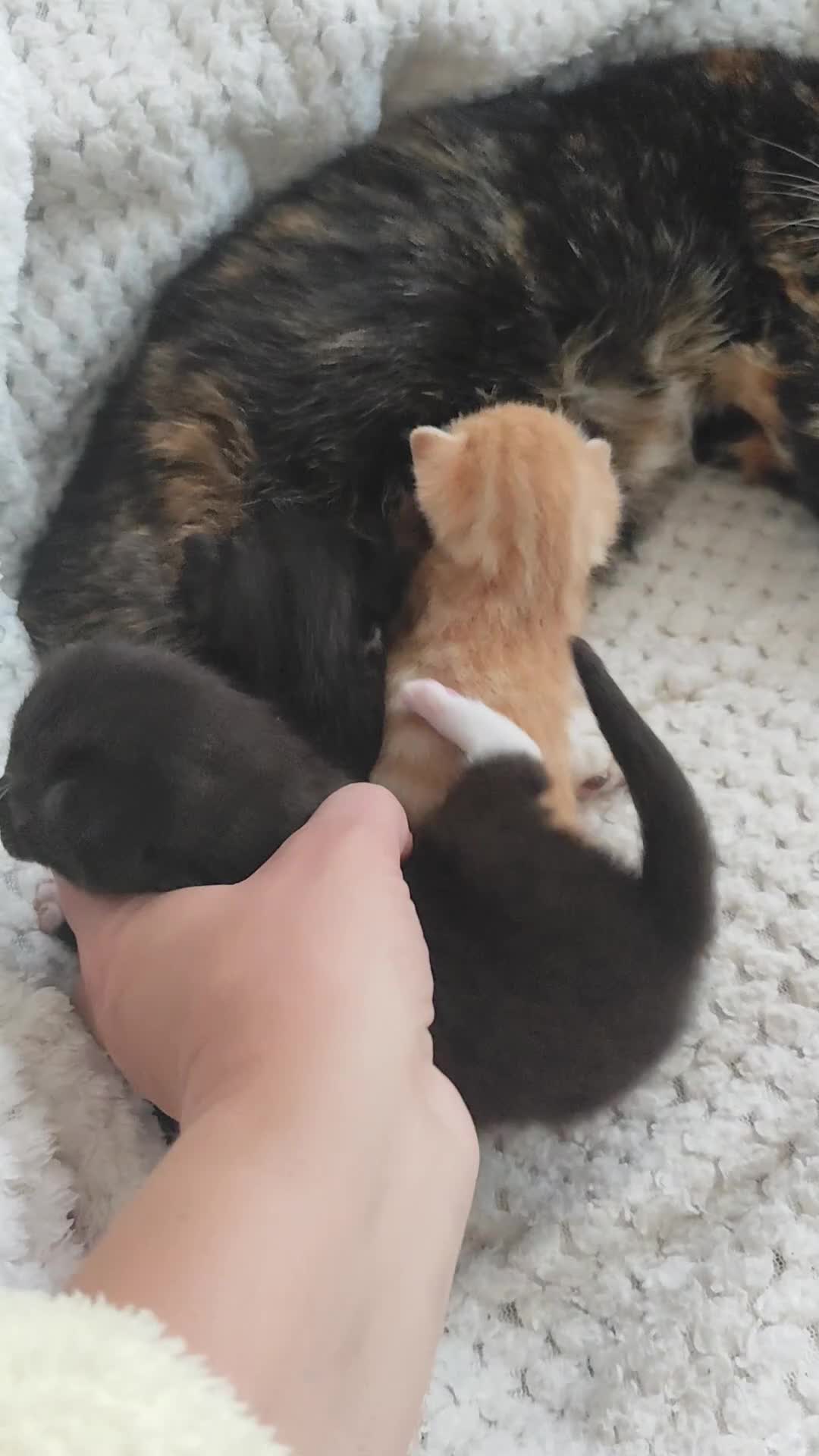 Domestic Shorthair cats for sale: Adorable kittens for sale - Video 1
