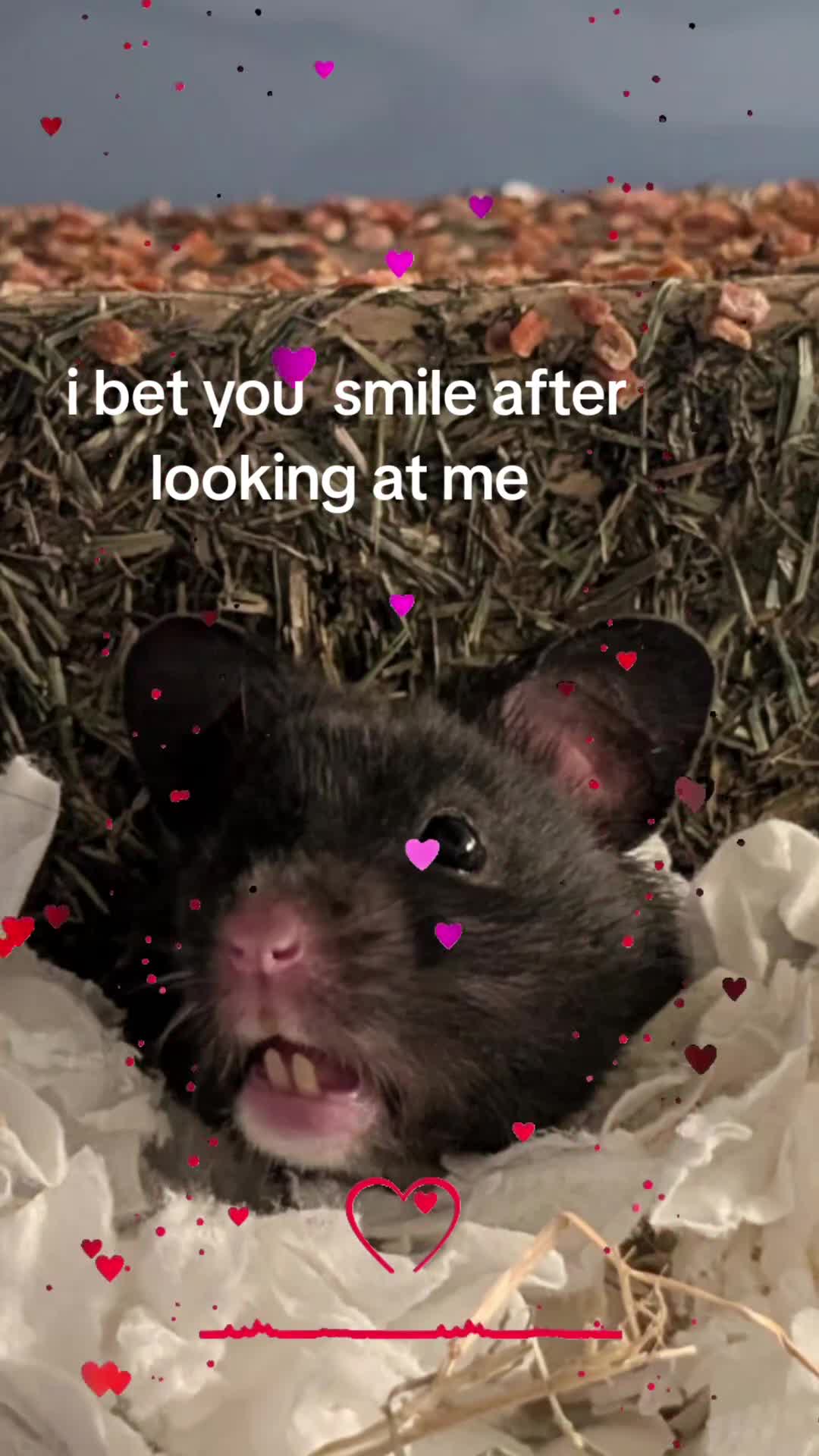 Hamster rodents for sale: Syrian hamster female  - Video 1