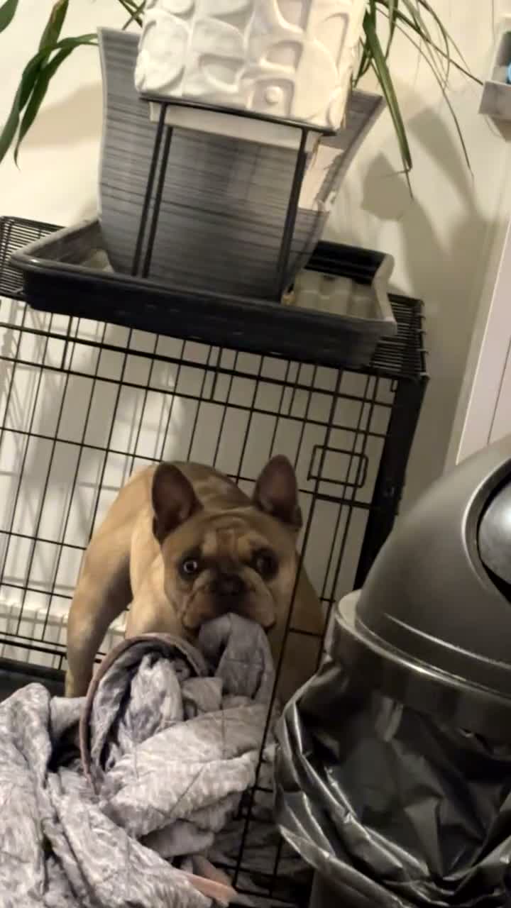 French Bulldog dogs for sale: French bull dog free  - Video 2