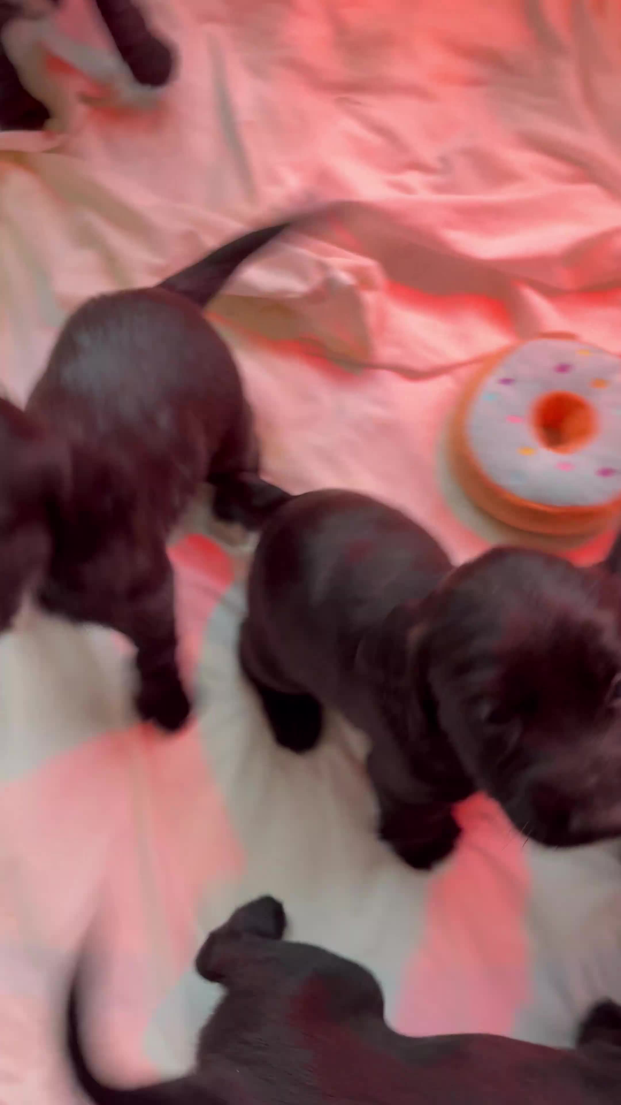 Sprocker dogs for sale: F2 Sprocker Spaniel Puppies - Video 1