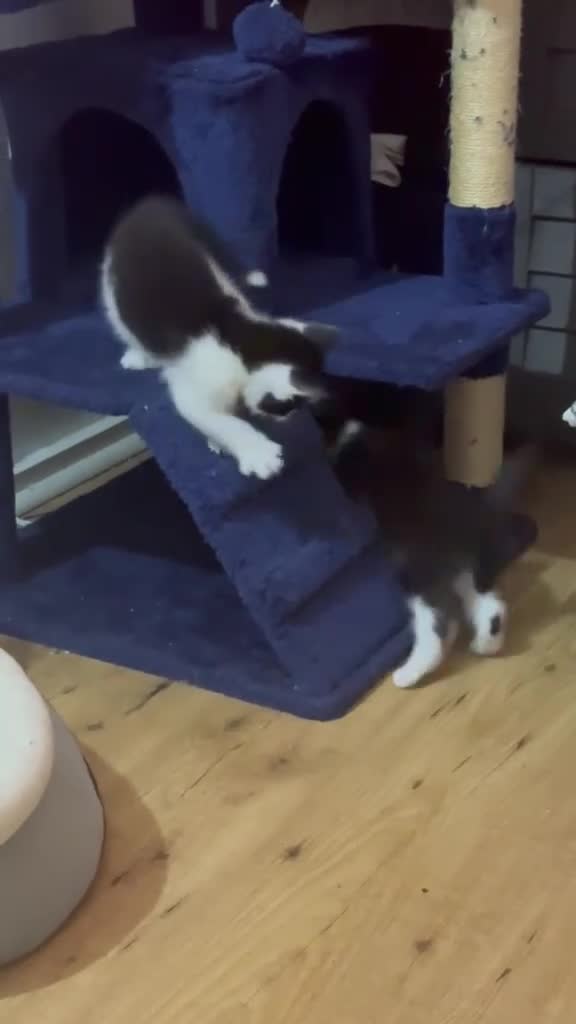 Mixed Breed cats for sale: 2 beautiful kittens for sale . Cat for sale  in Bromley - Video 1