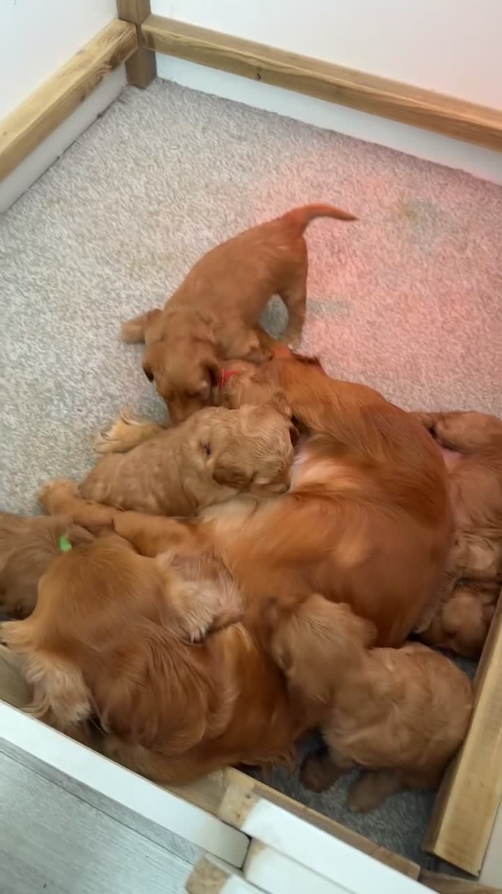 Cockapoo dogs for sale: F1 cockapoo for sale - Video 1