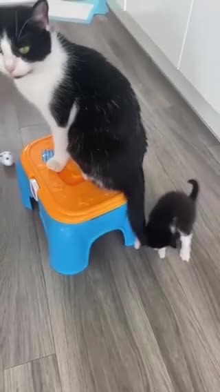 Mixed Breed cats for sale: Cute and playful kittens looking for a new home - Video 2