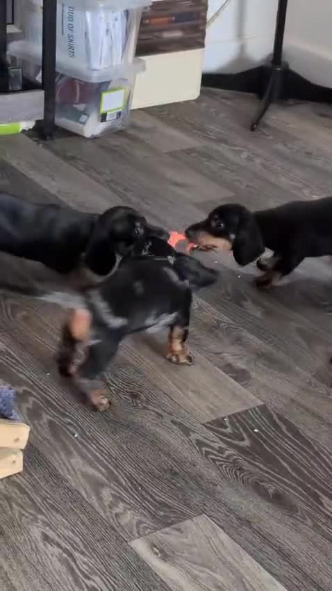 Miniature Dachshund dogs for sale: Adorable Miniature Dachshund Puppies 1 boy 1 girl  - Video 1