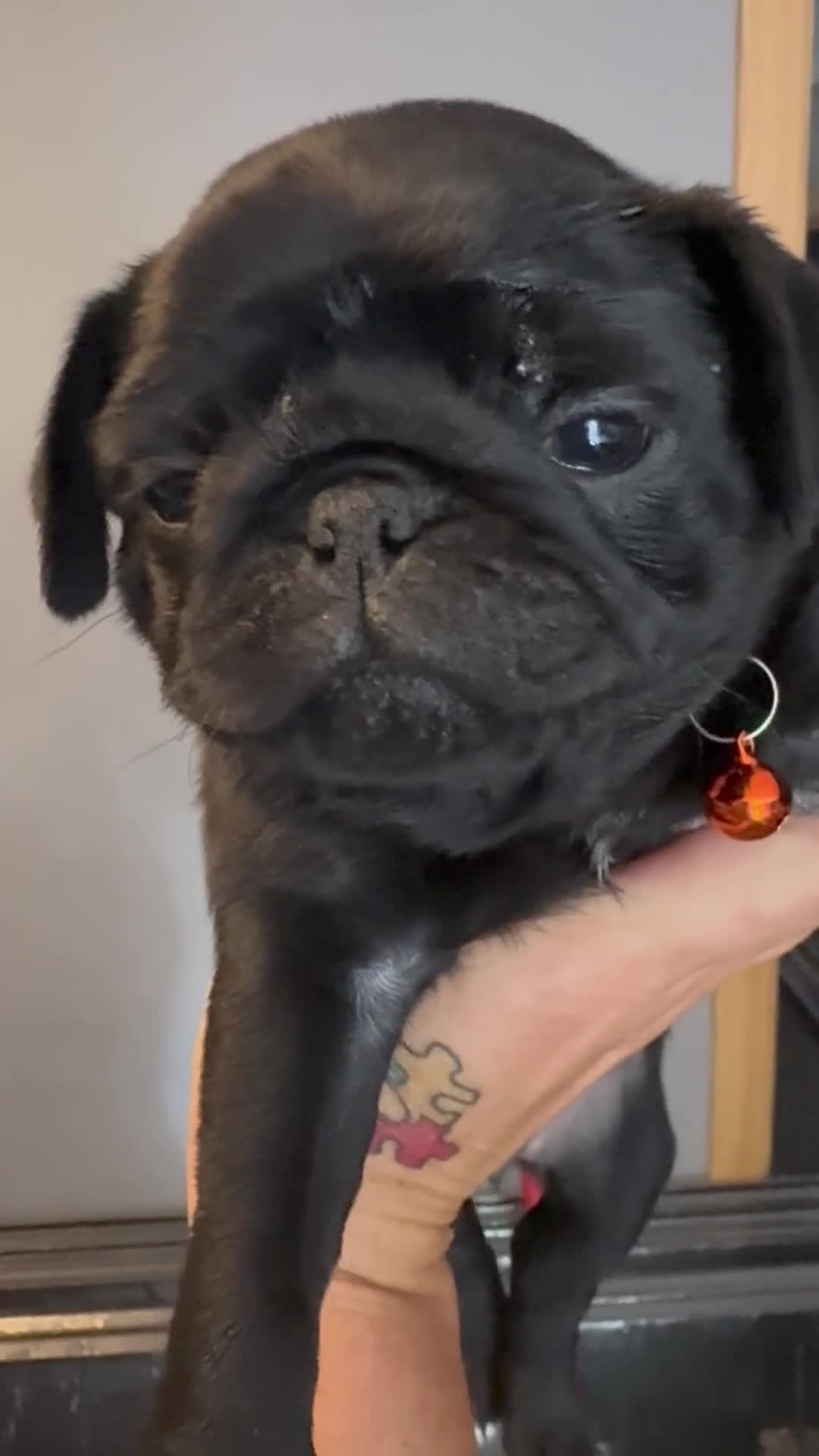 Pug dogs for sale: Last remaining boy looking for his forever home!! - Video 1