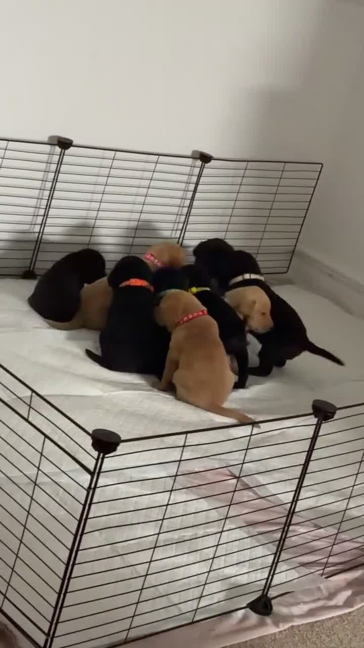 Labrador Retriever dogs for sale:  6 Labrador puppies  - Video 1