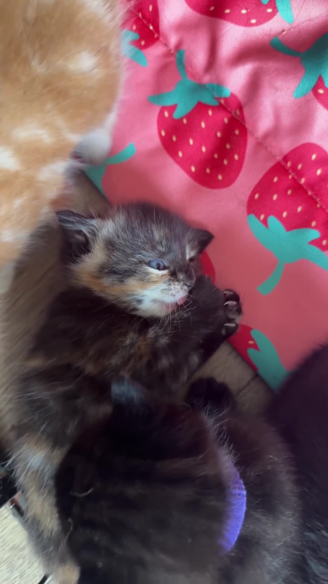 Mixed Breed cats for sale: Kittens 🐱  - Video 1