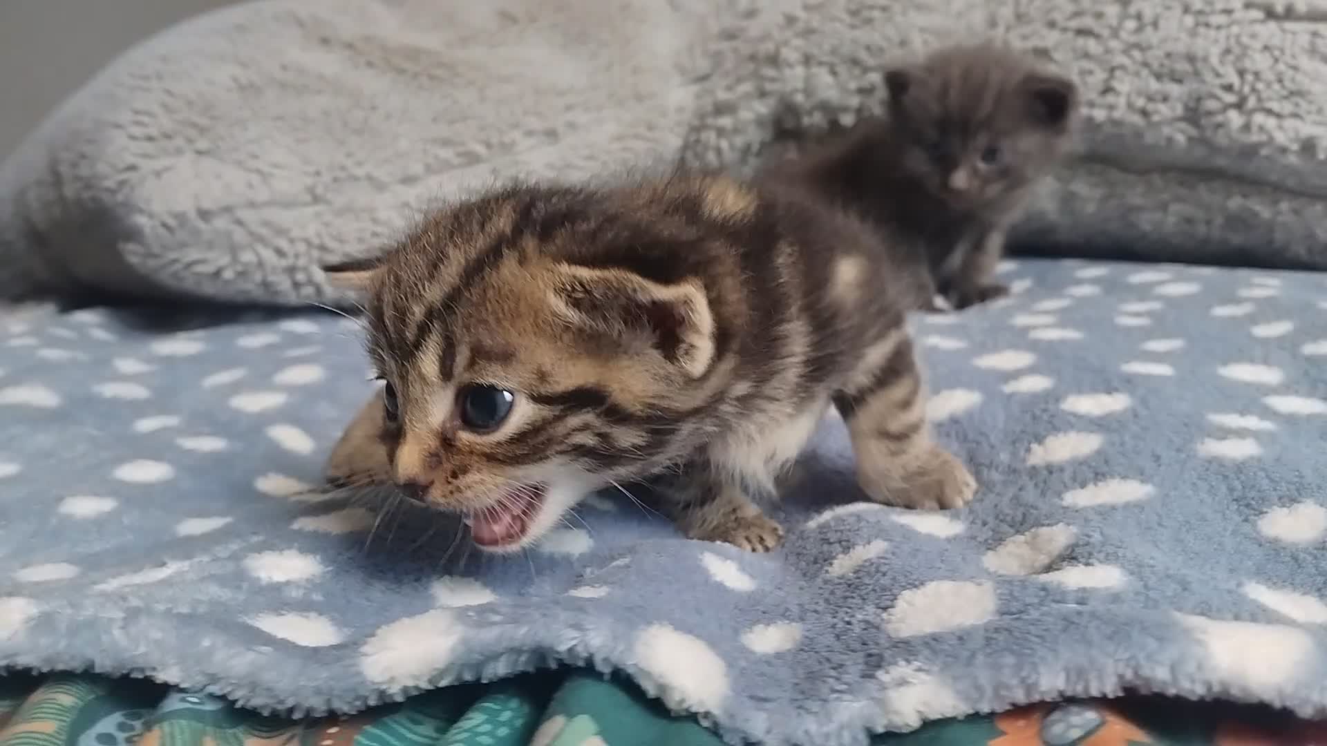Domestic Shorthair cats for sale: kittens - Video 2