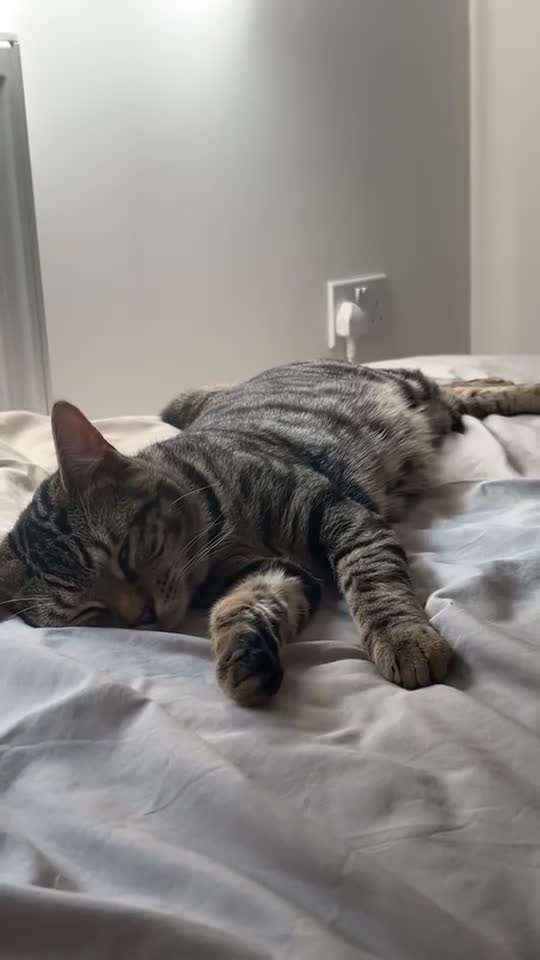 Mixed Breed cats for sale: Identical Twin boys Ralph & Felix  - Video 1