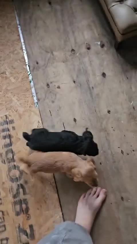Cocker Spaniel dogs for sale: KC Cocker Spaniel-Black and Golden Boys Available in Settle - Video 2