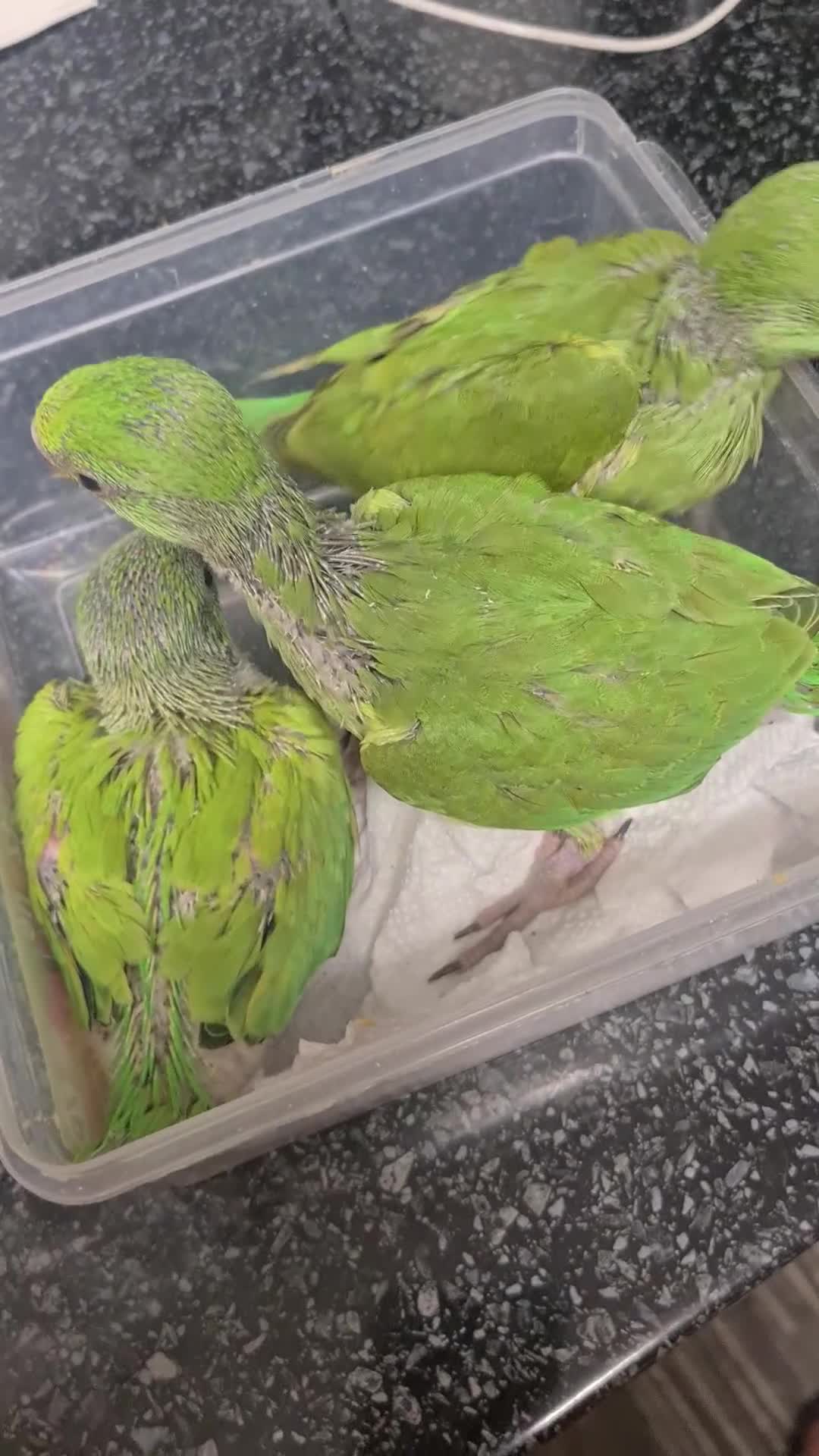 Ringnecks birds for sale: Indianecks  - Video 1