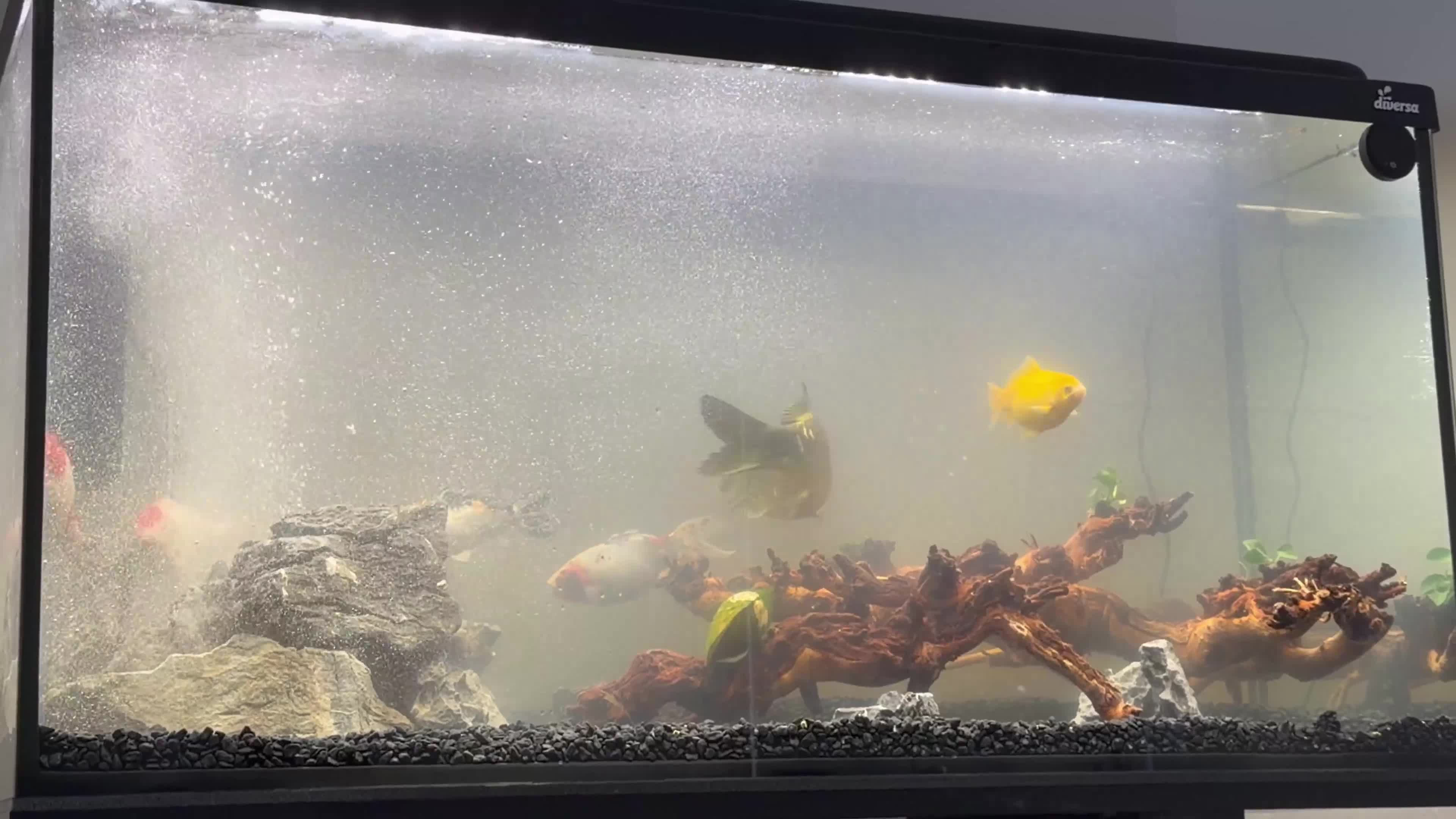 Koi Carp fish for sale: Koi carp & shubunkin - Video 1