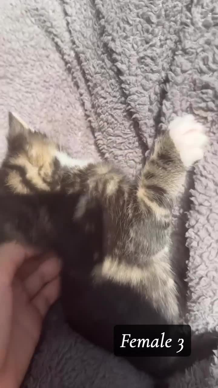 Mixed Breed cats for sale: Bengal, tabby x maincoon, British litter available in Brentford - Video 3