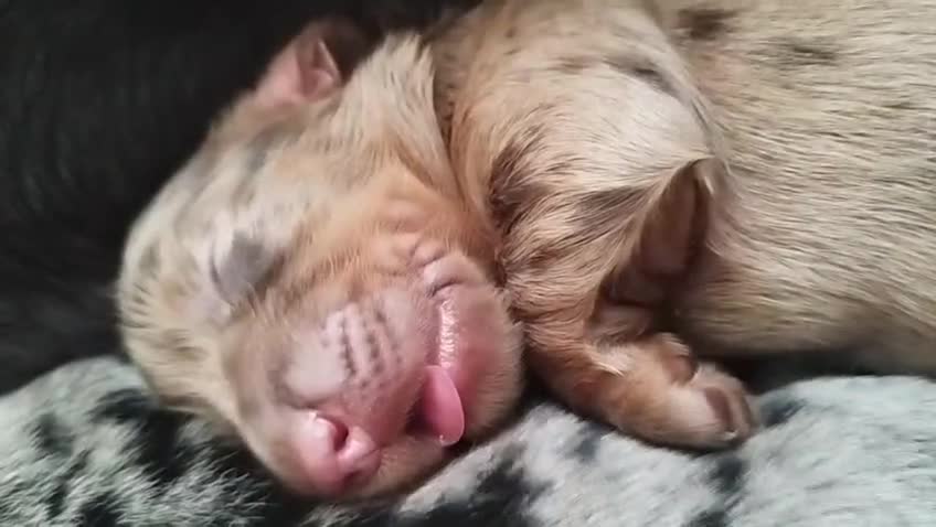 Dachshund dogs for sale: MINIATURE DACHSHUND! - Video 1