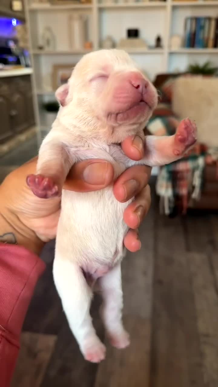 Chow Chow dogs for sale: French chows  - Video 4