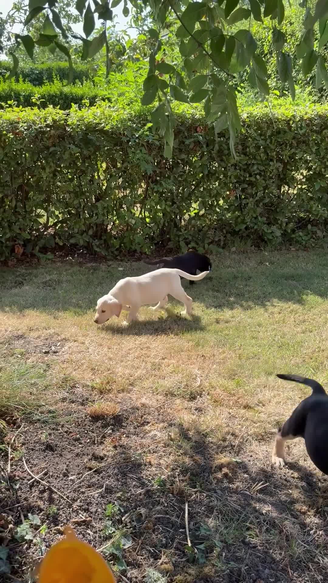 Labrador Retriever dogs for sale: Beautiful Labrador puppies  - Video 3