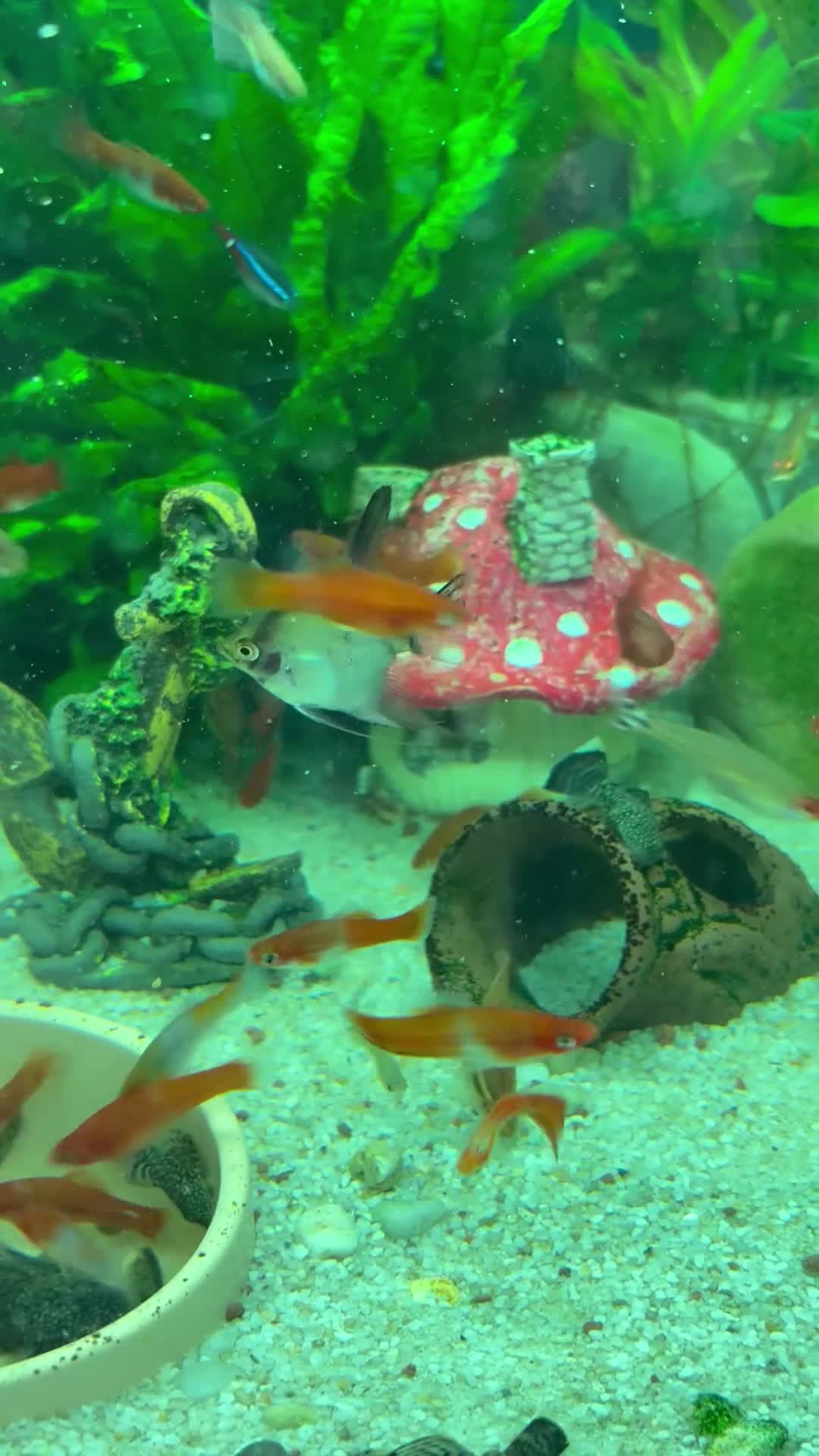 Angelfish fish for sale: Bristlenose/Angelfish/Swordtail for sale in RM8 - Video 2