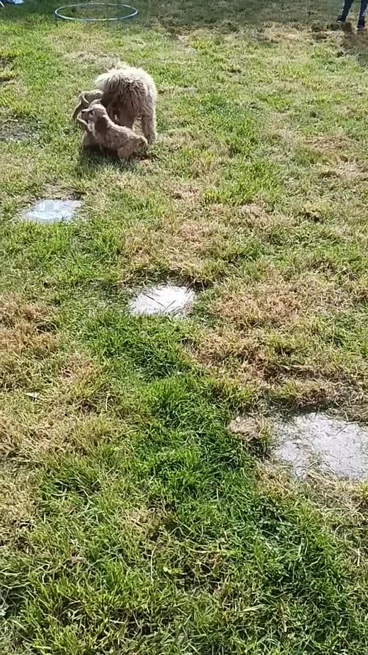 Cockapoo dogs for sale: F1 cockapoo puppies  - Video 1