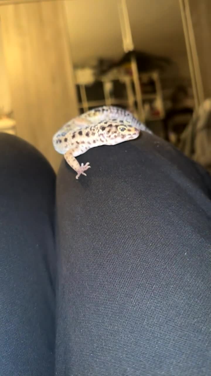Leopard Gecko reptiles for sale: Leopard Gecko + enclosure  - Video 3