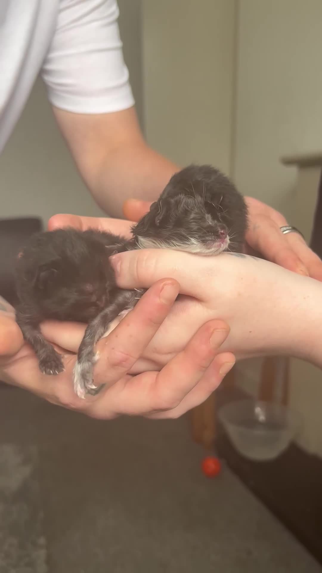 Mixed Breed cats for sale: 3 Stunning kittens left 🧸🤍 - Video 3