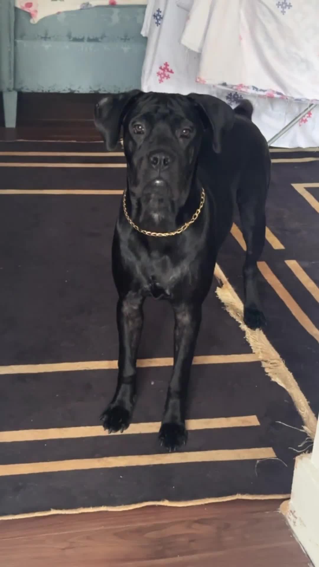 Mixed Breed dogs for sale: Luna zzz - Video 2