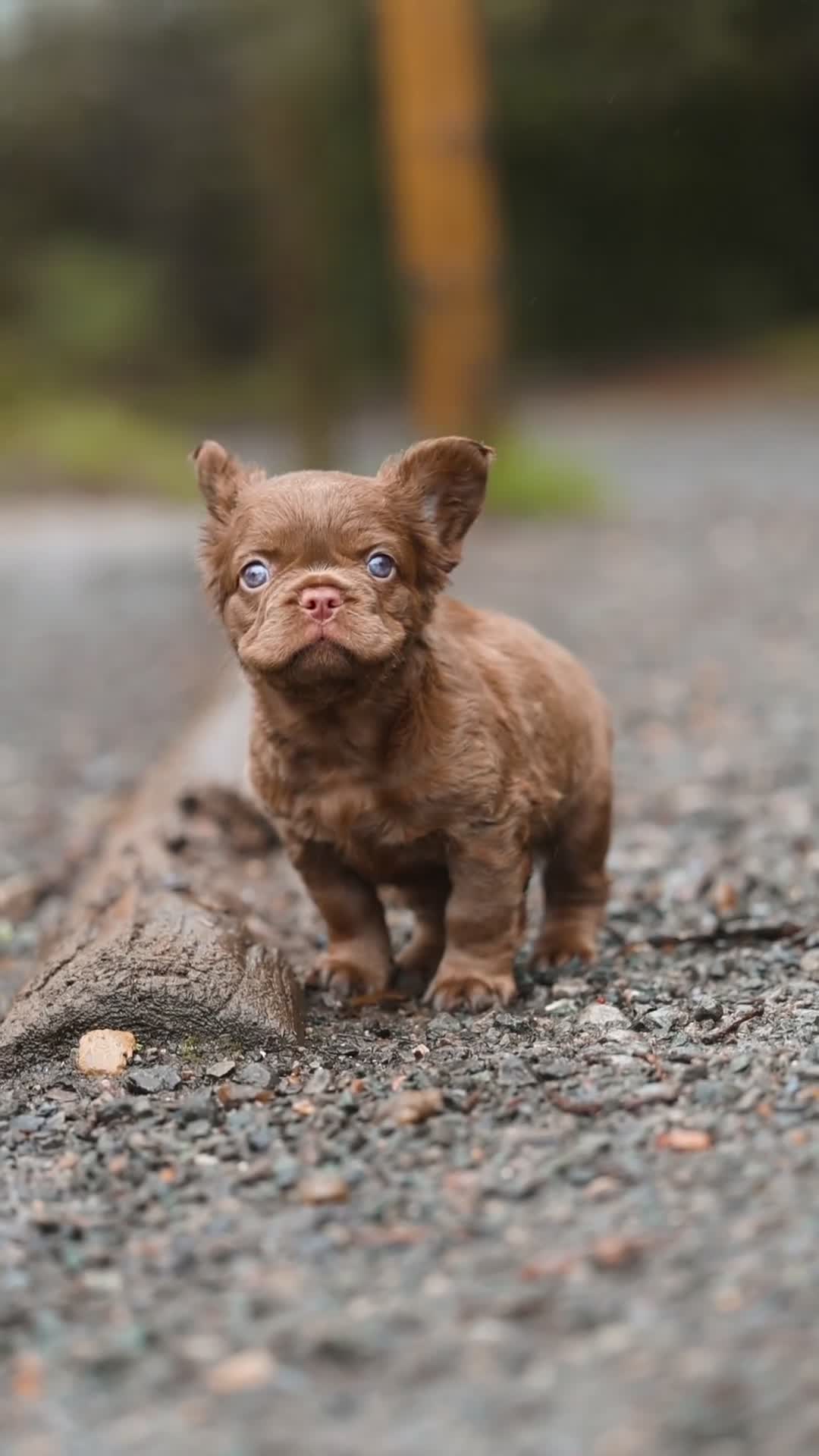 French Bulldog dogs for sale: Chocolate fluffy delights  in Llanelli - Video 4
