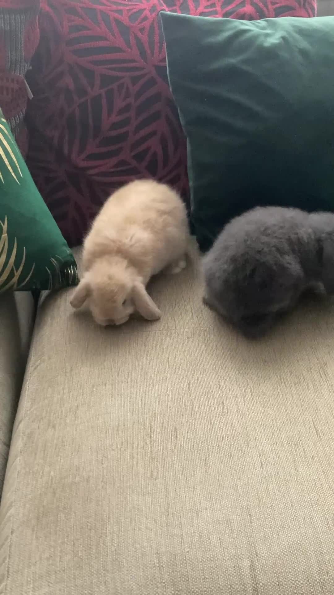 Mini Lop rabbits for sale: 2 Beautiful Mini Lop Baby Does  - Video 2