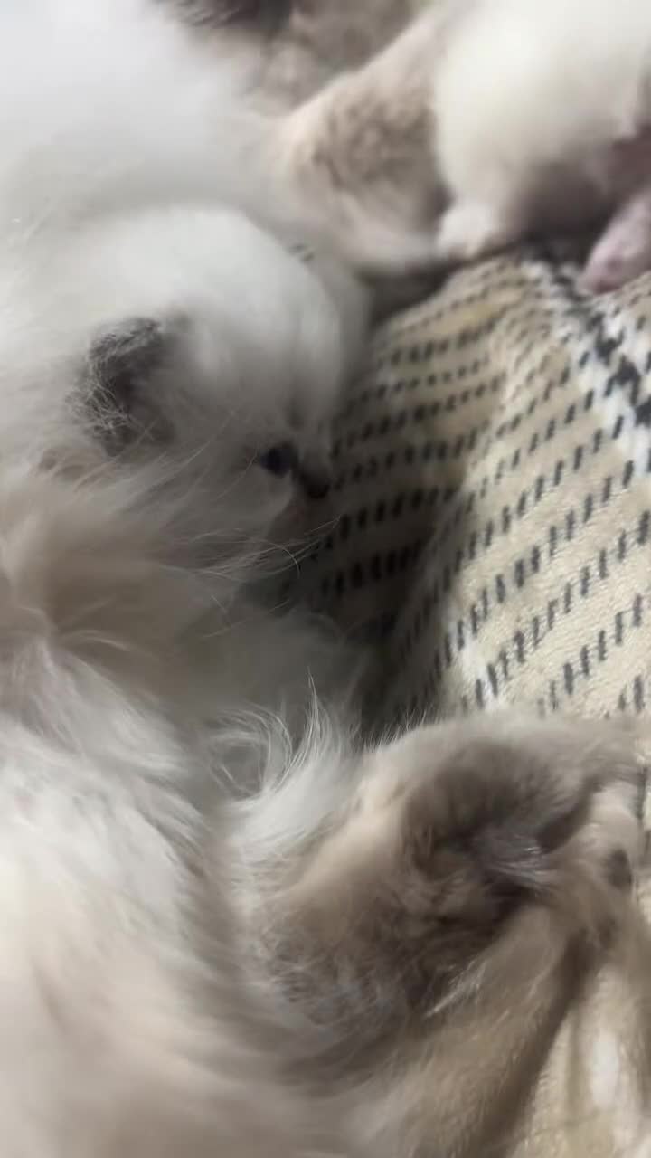 British Longhair cats for sale: Exquisite Kittens Persian Mum Registered BLH Dad - Video 2