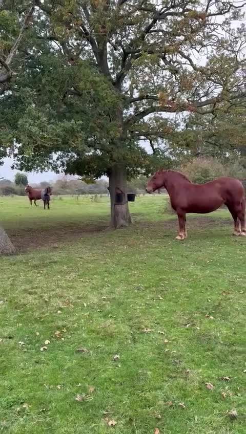 Andalusian horses for sale: Full or Part Loan - Video 1