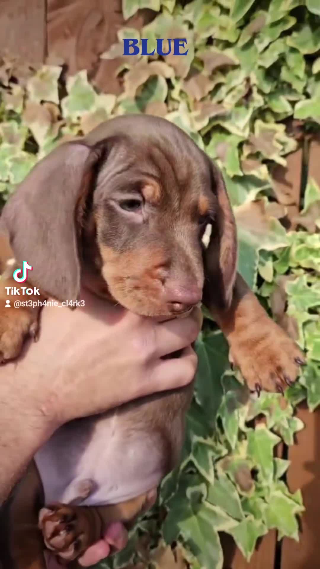 Miniature Dachshund dogs for sale: READY NOW KC reg miniature dachshund  - Video 1