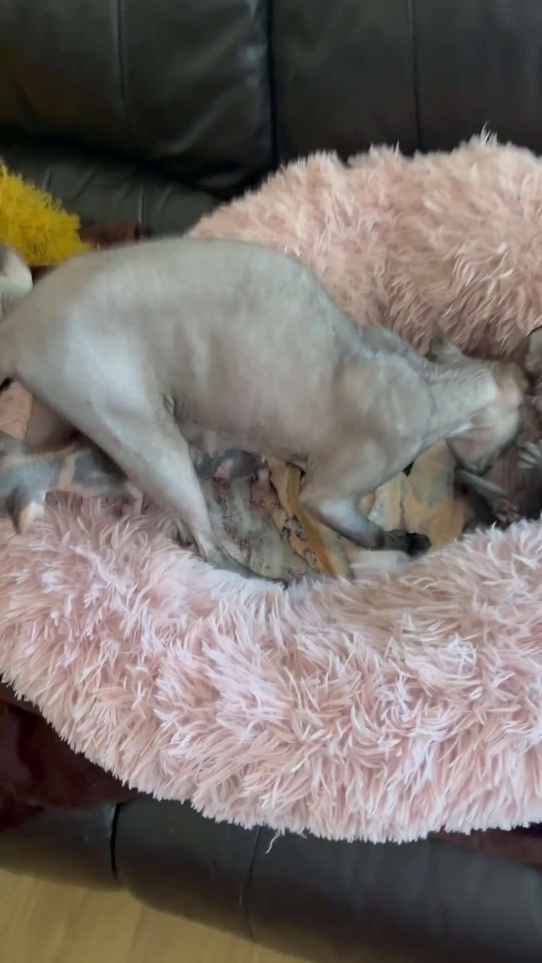 Sphynx cats for sale: Unusual Sphinx’s kittens  - Video 2