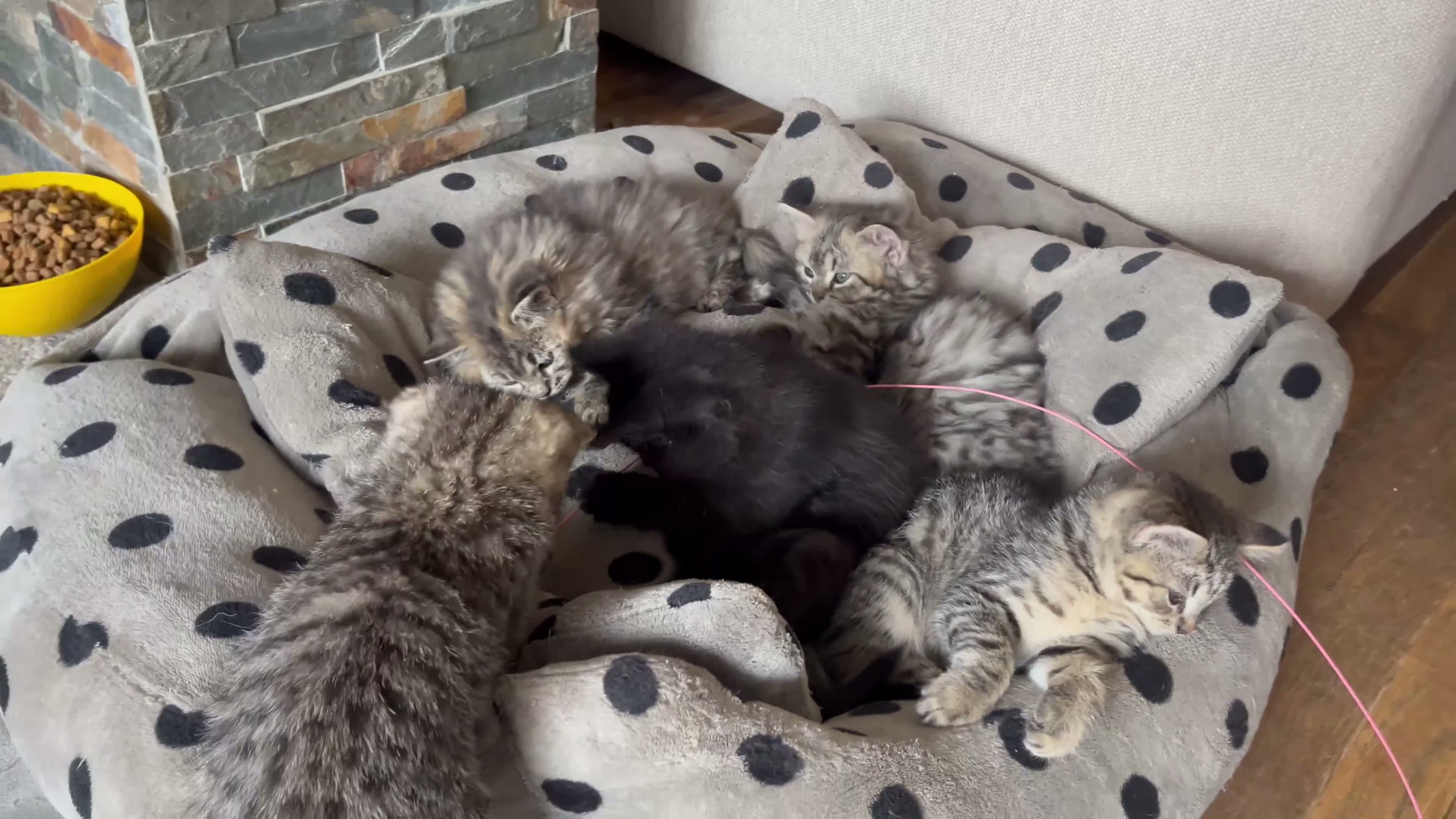 Persian cats for sale: Beautiful Persian X kittens for sale - Video 1