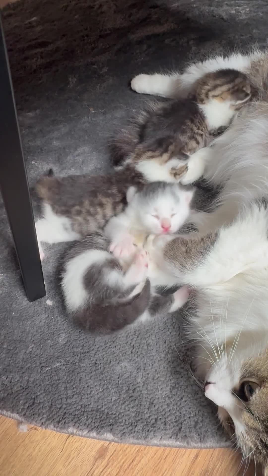 Mixed Breed cats for sale: Gorgeous kittens  in Nantwich - Video 1
