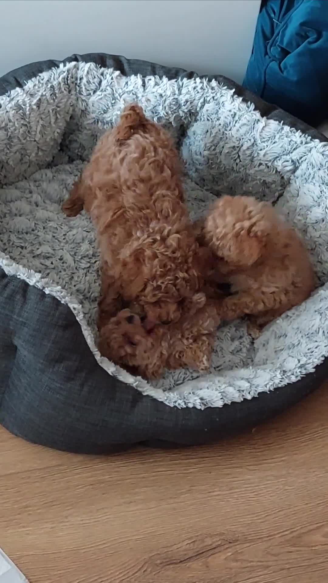 Toy Poodle dogs for sale: Tiny Asian Toy Poodle Puppies ( ONLY ONE LEFT) - Video 3