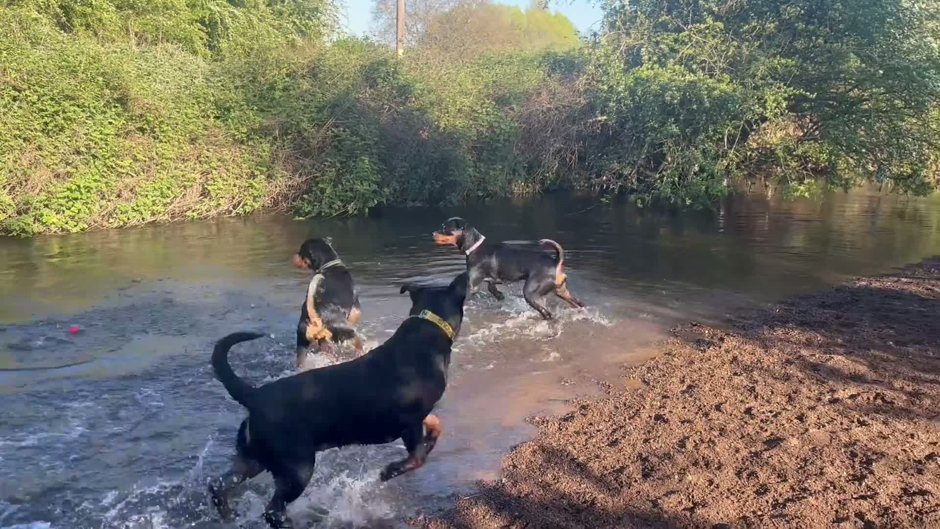 Rottweiler dogs for sale: Nova  in Nottingham - Video 2