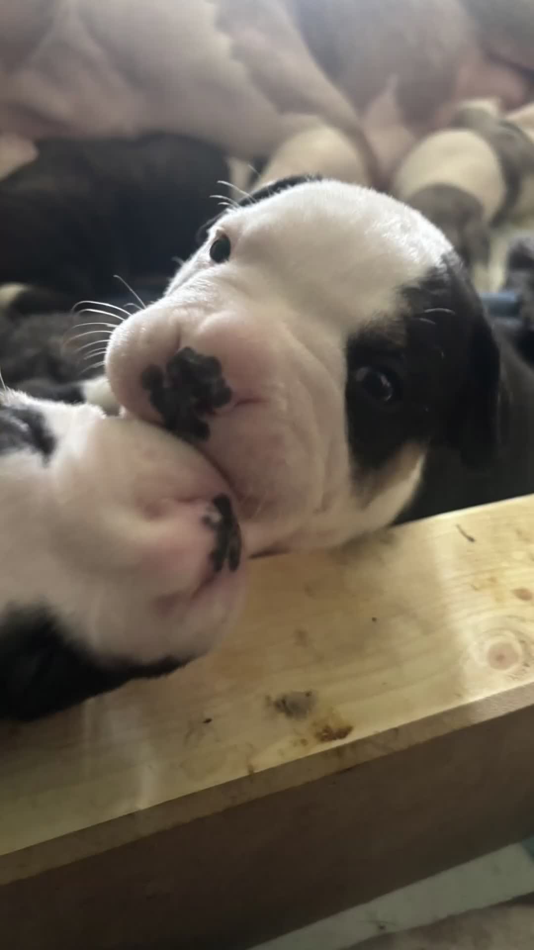American Bulldog dogs for sale: Beautiful American Bulldogs - Family Raised  in London - Video 1