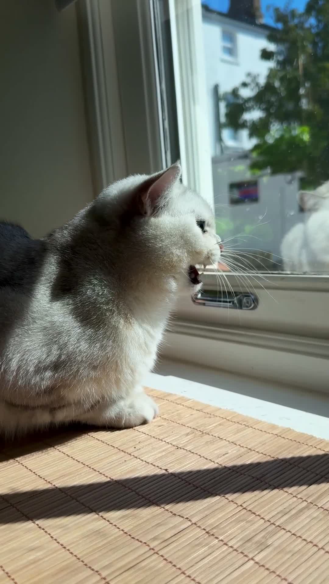 Scottish Fold cats for stud: Scottish straight for stud   - Video 1