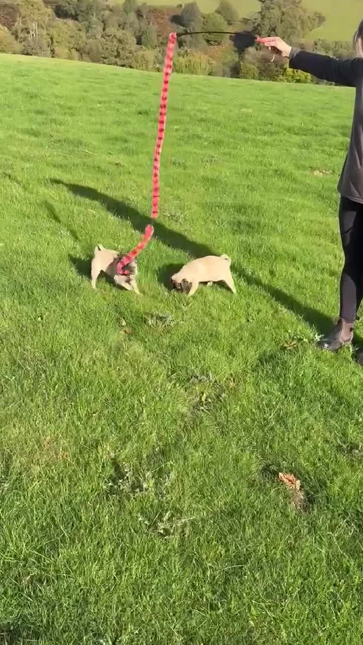 Pug dogs for sale: 2 beautiful female Pug puppies - Video 1