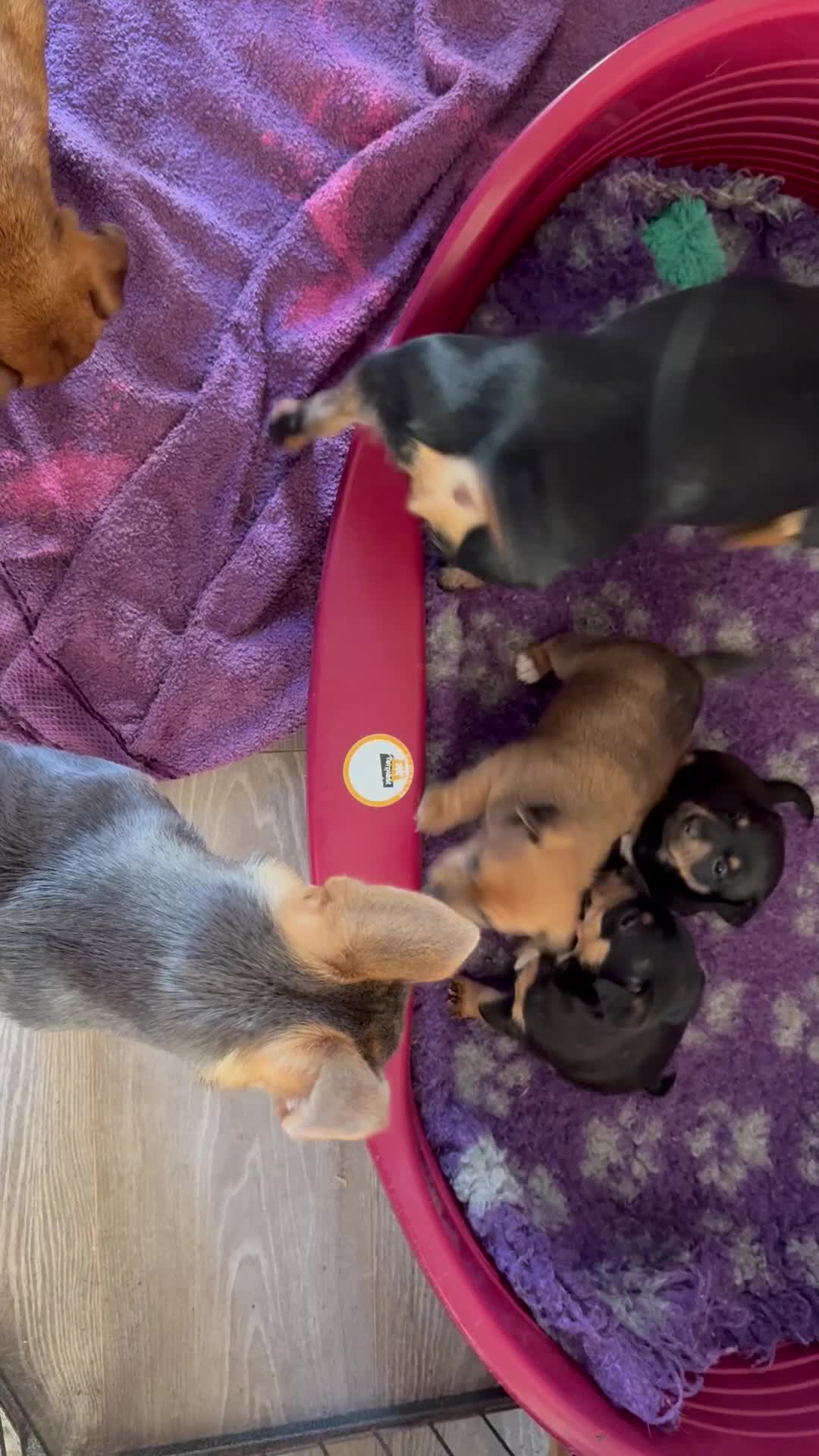 Jack Russell dogs for sale: Beautiful small bred Jack Russell puppies  - Video 4