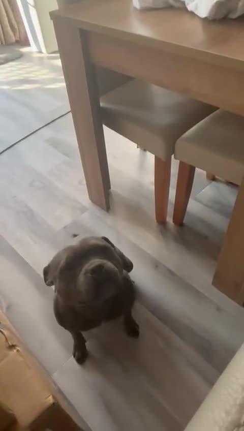 Staffordshire Bull Terrier dogs for sale: Beautiful blue staff  - Video 1