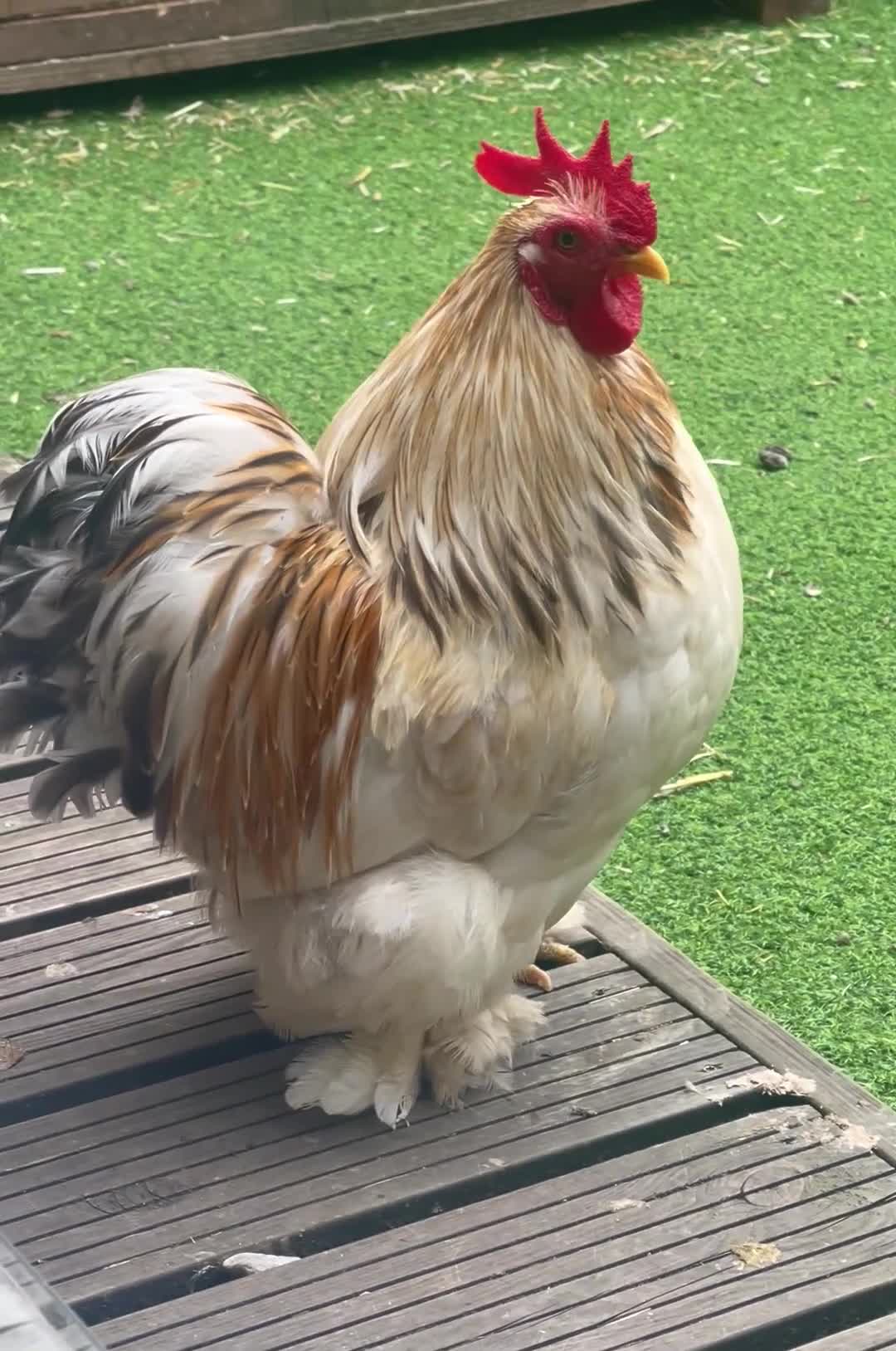 Chickens poultry for sale: Pekin Bantam Hens & Cockerels - Video 1