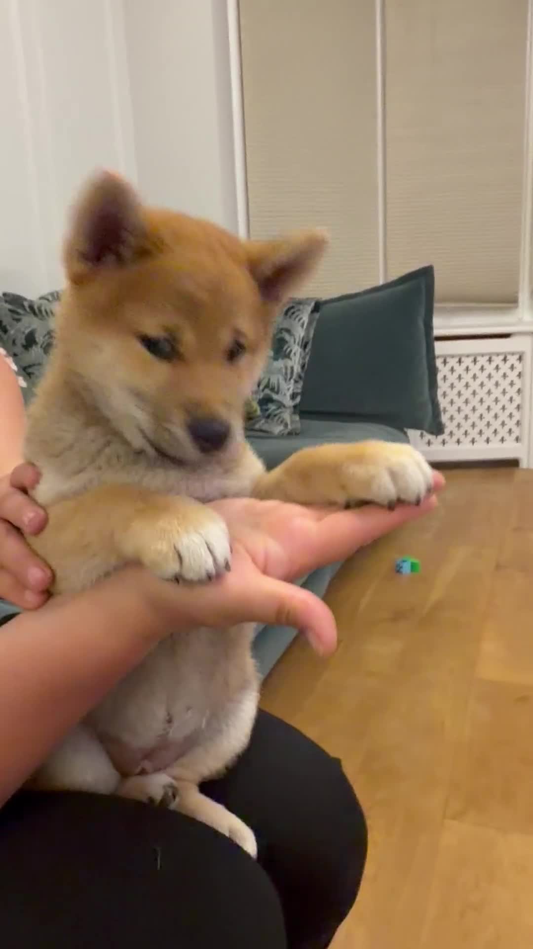 Japanese Shiba Inu dogs for sale: Exceptional Shiba Inu Puppies for Sale in London - Video 2