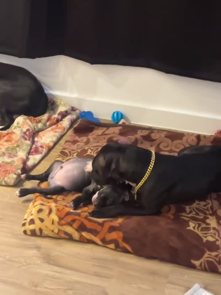 Staffordshire Bull Terrier dogs for sale: Luna’s beautiful litter for sale  - Video 4