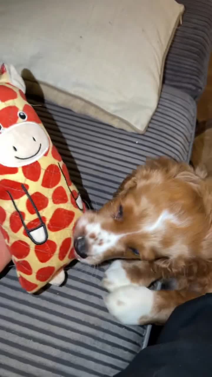Cavapoo dogs for sale: Cavapoo Puppy - Video 2